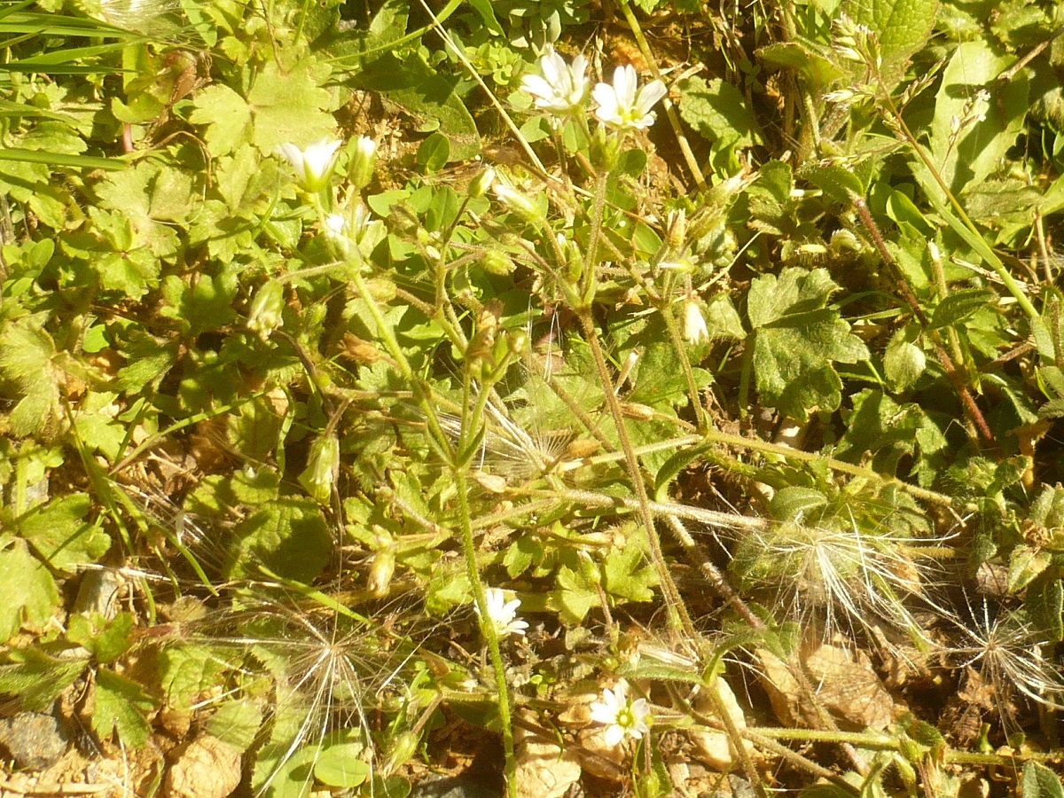 Cerastium fontanum subsp. lucorum (Caryophyllaceae)